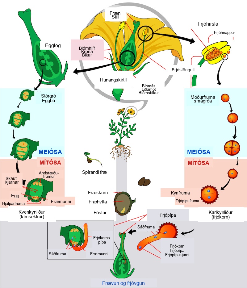The parts of the flower are shown. The base of the perianth, which includes petals and sepals, is called the flora axis. A narrowing called the articulation separates the floral axis from the lower pedicel, which attached the flower to a stem. Microsporangia are in the anthers. Microspores, or mother cells, form inside the microsporangia. The microspore undergoes meiosis, producing four cells, each of which becomes a grain of pollen with a hard coating. The pollen grain undergoes mitosis, producing a generative cell and a tube cell. Megaspores form inside vase-like carpel, in the ovule, which is in the ovary. The macrospores undergo meiosis, producing four cells. The cells then undergo mitosis, producing three antipodals, two polar nuclei, and egg and two synergids, each with a nucleus. Together, these cells are called the megagametophyte, or embryo sac. Pollination occurs when a pollen grain lands on the stigma, the flat structure at the top of the carpel. The tube nucleus grows into the long style, to the ovary. There, the generative cell of the sperm fertilizes the egg.