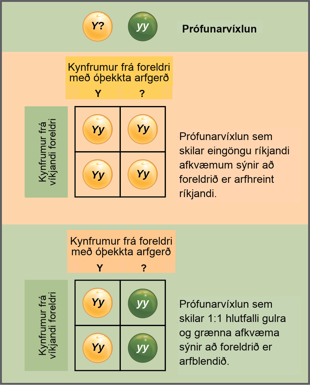 In a test cross, a parent with a dominant phenotype but unknown genotype is crossed with a recessive parent. If the parent with the unknown phenotype is homozygous dominant, all of the resulting offspring will have at least one dominant allele. If the parent with the unknown phenotype is heterozygous, fifty percent of the offspring will inherit a recessive allele from both parents and will have the recessive phenotype.