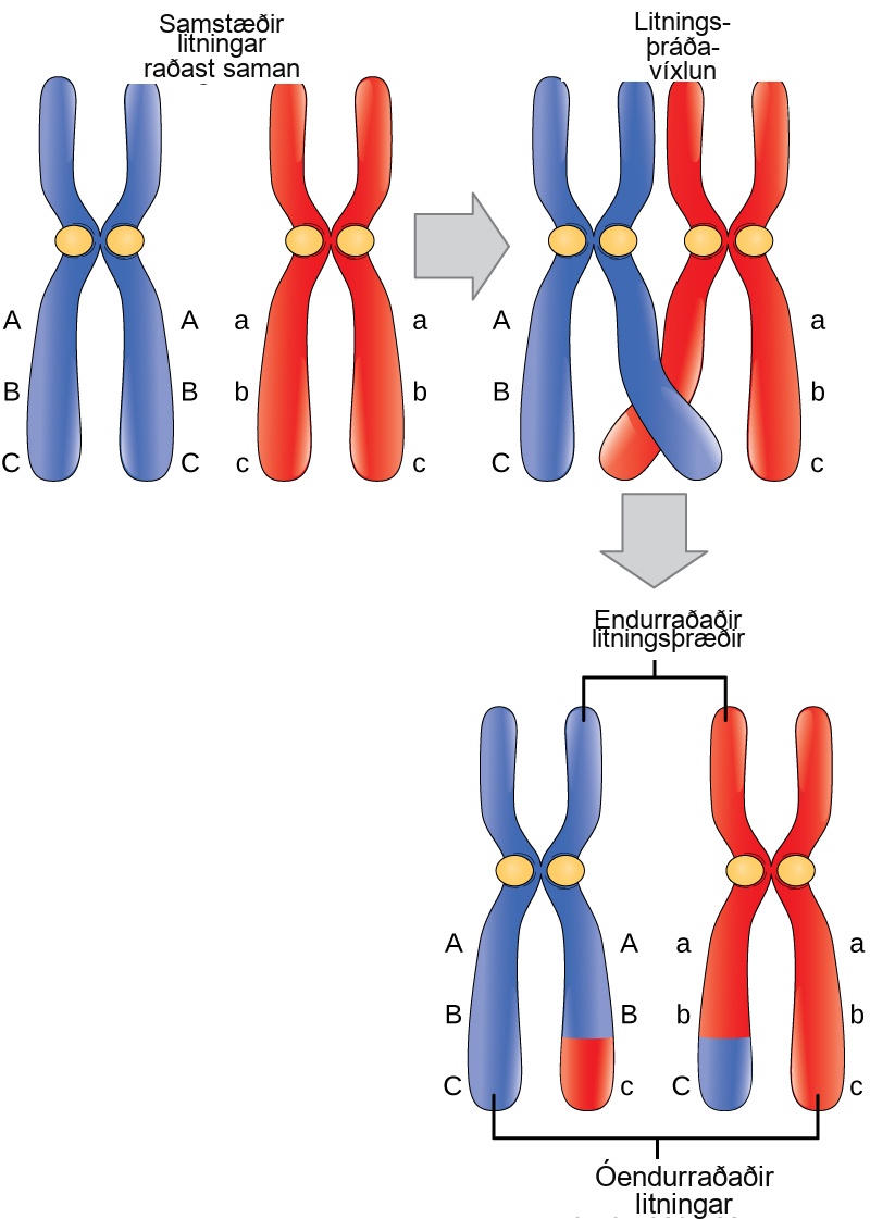 This illustration shows a pair of homologous chromosomes that are aligned. The ends of two nonsister chromatids of the homologous chromosomes cross over, and genetic material is exchanged. The non-sister chromatids between which genetic material was exchanged are called recombinant chromosomes. The other pair of non-sister chromatids that did not exchange genetic material are called non-recombinant chromosomes.