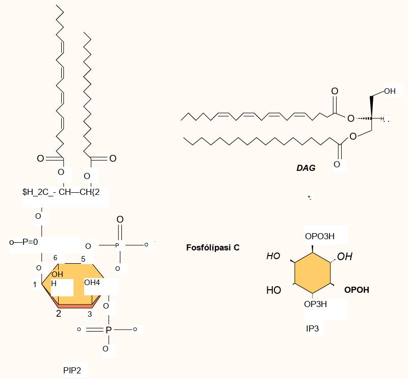 The molecular structures of P I P subscript 2 baseline, D A G, and I P subscript 3 baseline are shown. P I P subscript 2 baseline is a phospholipid that is cleaved by phospholipase C to form D A G, which has a long hydrophobic tail, and I P subscript 3 baseline, a ring structure with three phosphates attached.