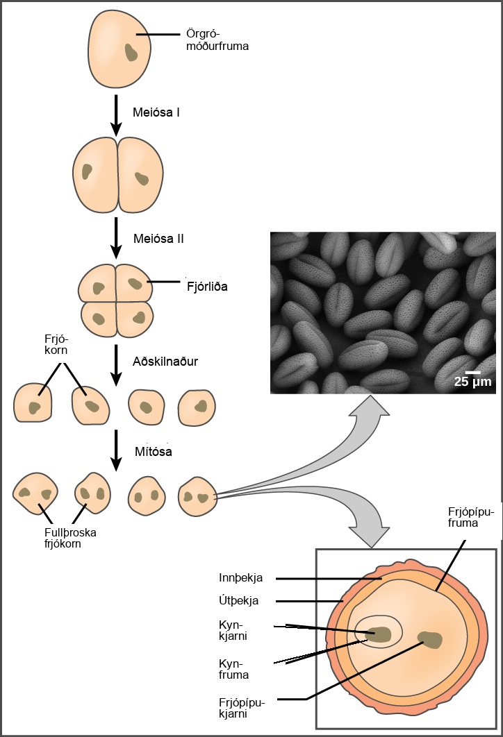 Illustration shows the formation of pollen from a microspore mother cell. The mother cell undergoes meiosis to form a tetrad of cells, which separate to form the pollen grains. The pollen grains undergo mitosis without cytokinesis, resulting in four mature pollen grains with two nuclei each. One is called the generative nucleus, and the other is called the pollen tube nucleus. Two projective layers form around the mature pollen grain, the inner intine and the outer exine. Micrograph shows a pollen grain, which looks like puffed wheat.
