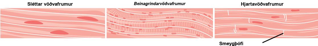 The smooth muscle cells are long and arranged in parallel bands. Each cell has a long, narrow nucleus. Skeletal muscle cells are also long but have striations across them and many small nuclei per cell. Cardiac muscles are shorter than smooth or skeletal muscle cells, and each cell has one nucleus.