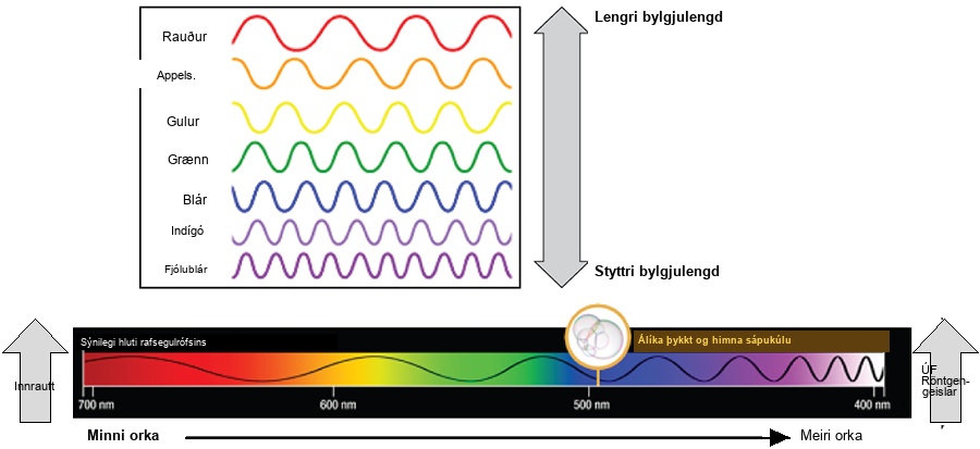 The illustration shows the colors of visible light. In order of decreasing wavelength, these are red, orange, yellow, green, blue, indigo, and violet.