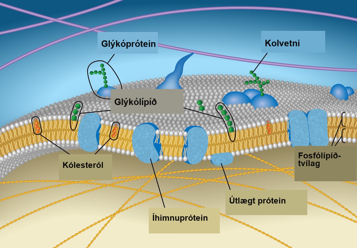 This illustration shows that the inside and outside of a plasma membrane are different, with the exterior covered in the spherical heads, and the interior filled with the strandlike tails.