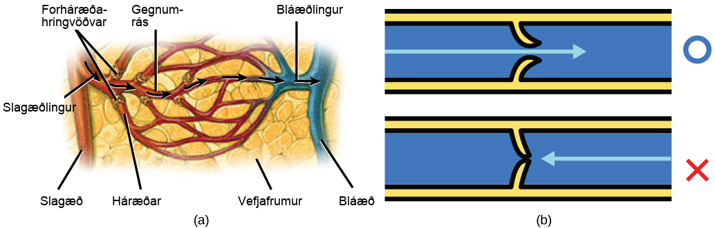 Illustration A shows an artery branching off into an arteriole, which branches into a capillary bed. The start of each capillary has a sphincter regulating flow through it. The capillaries converge into a venule, which joins a vein. Part B shows a valve in a blood vessel. The valve is slightly curved such that flow in one direction pushes it open, while flow in the other direction pushes it closed.