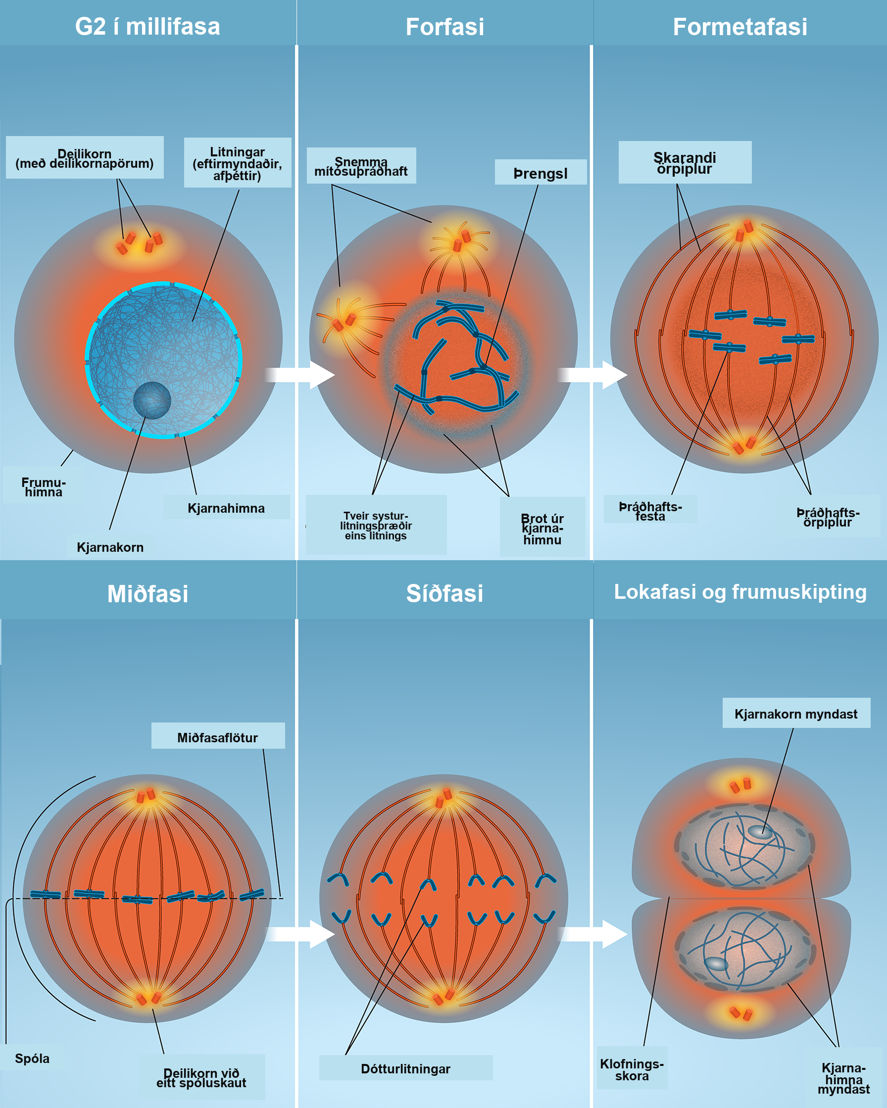 This diagram shows the five phases of mitosis and cytokinesis. During prophase, the chromosomes condense and become visible, spindle fibers emerge from the centrosomes, the nuclear envelope breaks down, and the nucleolus disappears. During prometaphase, the chromosomes continue to condense and kinetochores appear at the centromeres. Mitotic spindle microtubules attach to the kinetochores, and centrosomes move toward opposite poles. During metaphase, the mitotic spindle is fully developed, and centrosomes are at opposite poles of the cell. Chromosomes line up at the metaphase plate and each sister chromatid is attached to a spindle fiber originating from the opposite pole. During anaphase, the cohesin proteins that were binding the sister chromatids together break down. The sister chromatids, which are now called chromosomes, move toward opposite poles of the cell. Non-kinetochore spindle fibers lengthen, elongating the cell. During telophase, chromosomes arrive at the opposite poles and begin to decondense. The nuclear envelope reforms. During cytokinesis in animals, a cleavage furrow separates the two daughter cells. In plants, a cell plate separates the two cells.