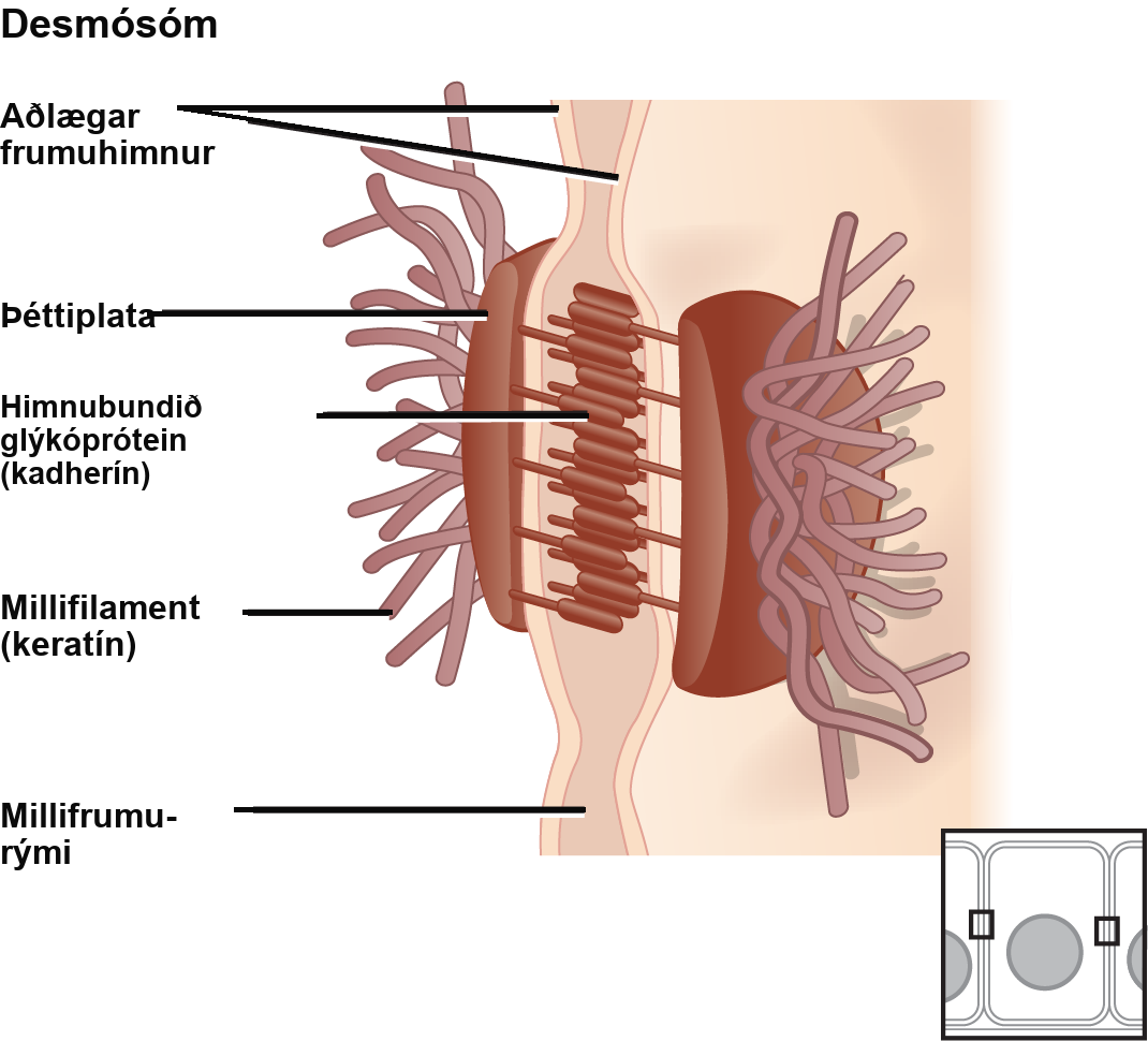 This illustration shows two cells fused together by a desmosome. Cadherins extend from each cell and join the two cells together. Intermediate filaments connect to cadherins on the inside of the cell.