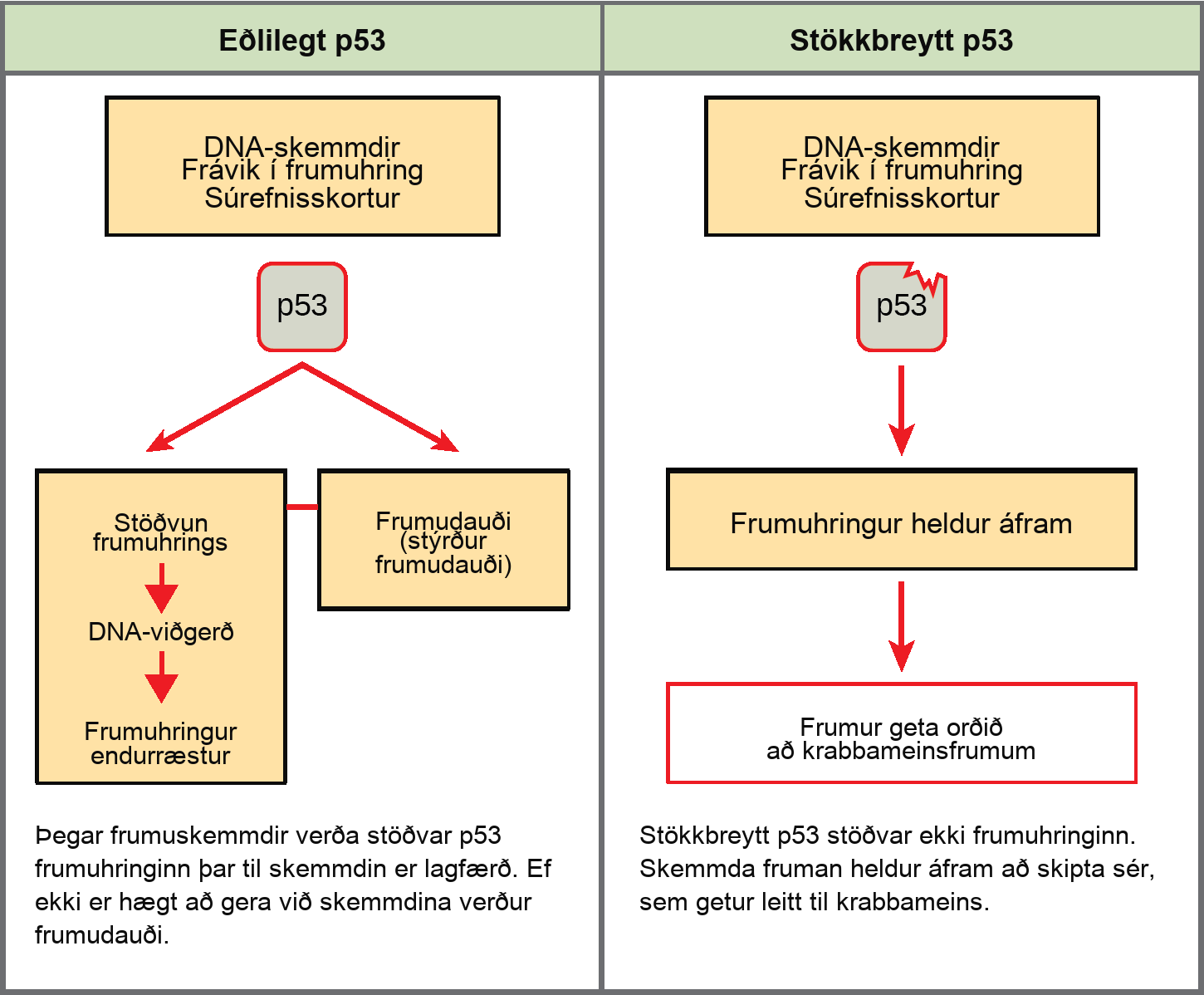 Part a: This illustration shows cell cycle regulation by normal lower case p 5 3, which arrests the cell cycle in response to D N A damage, cell cycle abnormalities, or hypoxia. Once the damage is repaired, the cell cycle restarts. If the damage cannot be repaired, apoptosis, meaning programmed cell death, occurs. Part b: Mutated p 5 3 does not arrest the cell cycle in response to cellular damage. As a result, the cell cycle continues, and the cell may become cancerous.