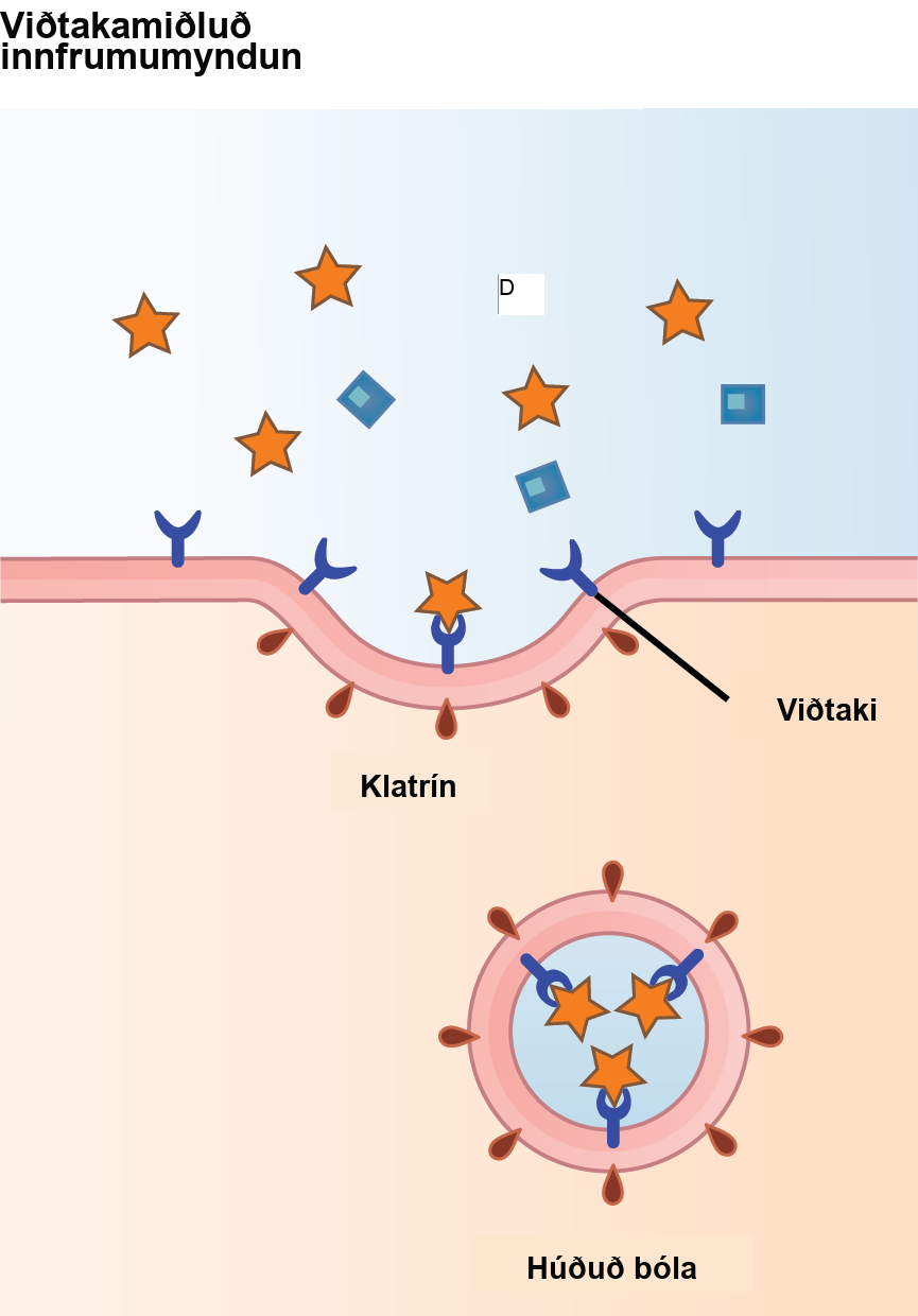 This illustration shows a part of the plasma membrane that is clathrin-coated on the cytoplasmic side and has receptors on the extracellular side. The receptors bind a substance, then pinch off to form a vesicle.