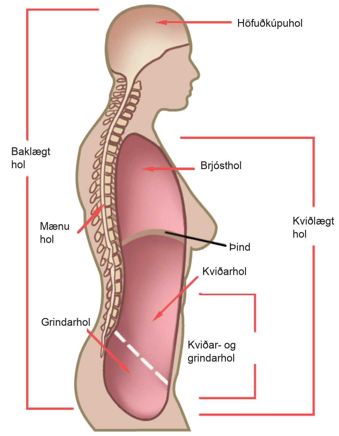 Illustration shows a cross-sectional side view of the upper part of a human body. The entire head region above the eyes and to the back of the head and a long thin strip from this region down the back is shaded to indicate the dorsal cavity. The head is labeled cranial cavity and the long thin region down the back is the spinal cavity. A large oblong area shaded at the front of the body indicates the ventral cavity. It is labeled from top to bottom as thoracic cavity, diaphragm (thin line separating regions), abdominal cavity, and pelvic cavity. The abdominal and pelvic cavities are separated by a thin dashed line and together they are labeled the abdominopelvic cavity.