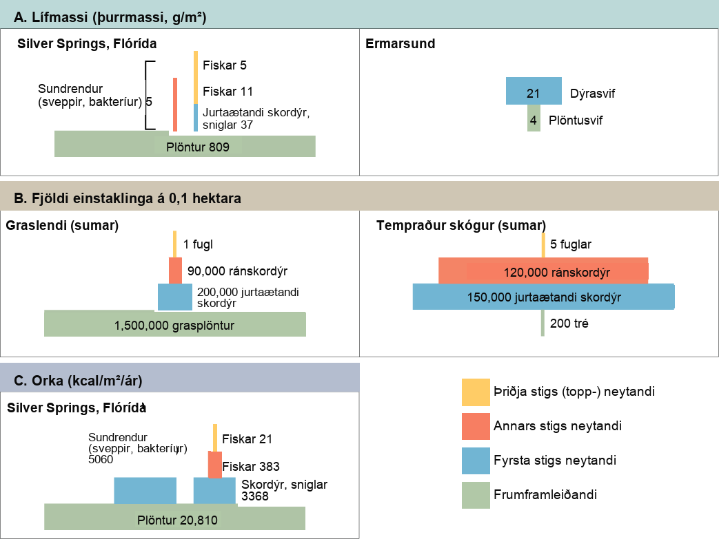 Section A, biomass, indicated by dry mass g slash m squared. On the left is a pyramid diagram of dry biomass in grams per meter squared in Silver Springs, Florida. The biomass of plants is 809. The biomass of primary consumers, including herbivorous insects and snails is 37. The biomass of secondary consumer fishes is 11, and the biomass of tertiary consumer fishes is 5. Primary, secondary and tertiary decomposers have a combined biomass of 5. On the right is a pyramid diagram of dry biomass in grams per meter squared in the English Channel. The biomass is 4 phytoplankton and 21 zooplankton. Section B, number of individuals per 0.1 hectare. On the left is a pyramid diagram of the number of individuals per 0.1 hectare in a summer grassland. There are 1,500,000 grass plants, 200,000 herbivorous insects, 90,000 predatory insects, and 1 bird On the right is a pyramid diagram of organisms per 0.1 hectare in a temperate forest. There are 200 trees, 150,000 herbivorous insects, 120,000 predatory insects, and 5 birds. Section C, energy, k cal slash m squared slash year. In Silver Springs Florida, the energy of plants is 20,810. The energy of primary consumers, including insects and snails, is 3,368. The energy of secondary consumer fishes is 383, and the energy of tertiary consumer fishes is 21. The energy of decomposers, including fungi and bacteria, is 5,060.