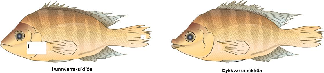 Illustrations show two species of cichlid fish which are similar in appearance except that one has thin lips, and one has thick lips.