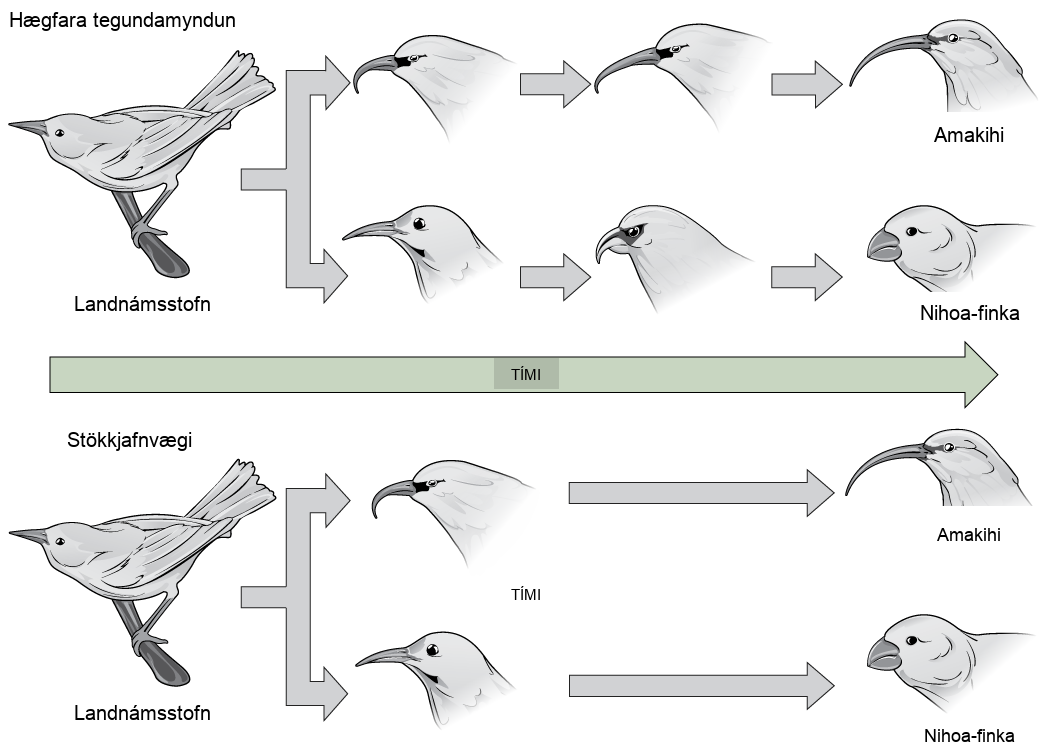 In the gradual speciation example, a founder species of bird diverges into one species with a hooked beak, and another with strait beak. Over time, through gradual intermediate stages, the hooked beak gets longer and thinner, and the straight beak gets shorter and fatter. In the punctuated equilibrium example, as in the graduated speciation example, the founder species diverges into one species with a hooked break and another with a straight beak. However, in this case the hooked and straight beaks remain unchanged for a significant period of time, and only then give rise to long, thin and short, fat beaks.