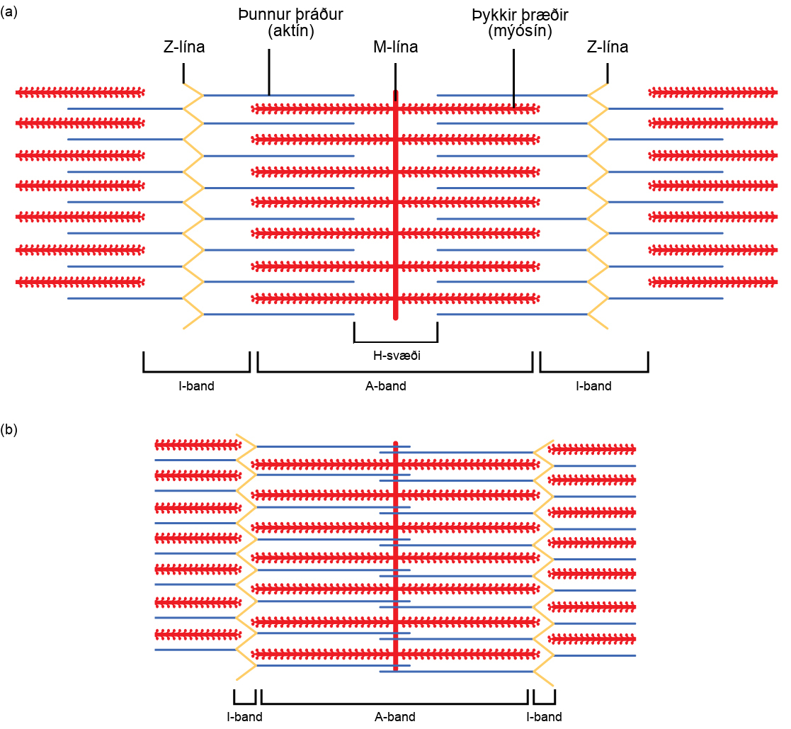 Part A of the illustration shows a relaxed muscle fiber. Two zigzagging Z lines extend from top to bottom. Thin actin filaments extend left and right from each Z line. Between the Z lines is a vertical M line. Thick myosin filaments extend left and right from the M line. The thick and thin filaments partially overlap. The A band represents the length that the thick filaments extend from both sides of the M line. The I band represents the part of the thin filaments that does not overlap with the thick filaments. Part B shows a contracted muscle fiber. In the contracted fiber, the thick and thin filaments completely overlap. The A band is the same length as in the uncontracted muscle, but the I band has shrunken to the width of the Z line.