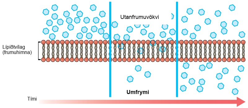 The left part of this illustration shows a substance on one side of a membrane only, in the extracellular fluid. The middle part shows that, after some time, some of the substance has diffused across the plasma membrane, from the extracellular fluid and into the cytoplasm. The right part shows that, after more time, an equal amount of the substance is on each side of the membrane.