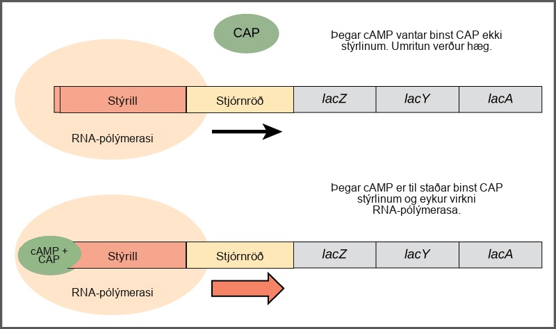 The lac operon consists of a promoter, an operator, and three genes named lac Z, lac Y, and lac A that are located in sequential order on the D N A. In the absence of c A M P, the CAP protein does not bind the D N A. R N A polymerase binds the promoter, and transcription occurs at a slow rate. In the presence of c A M P, a C A P + c A M P complex binds to the promoter and increases R N A polymerase activity. As a result, the rate of R N A synthesis is increased.