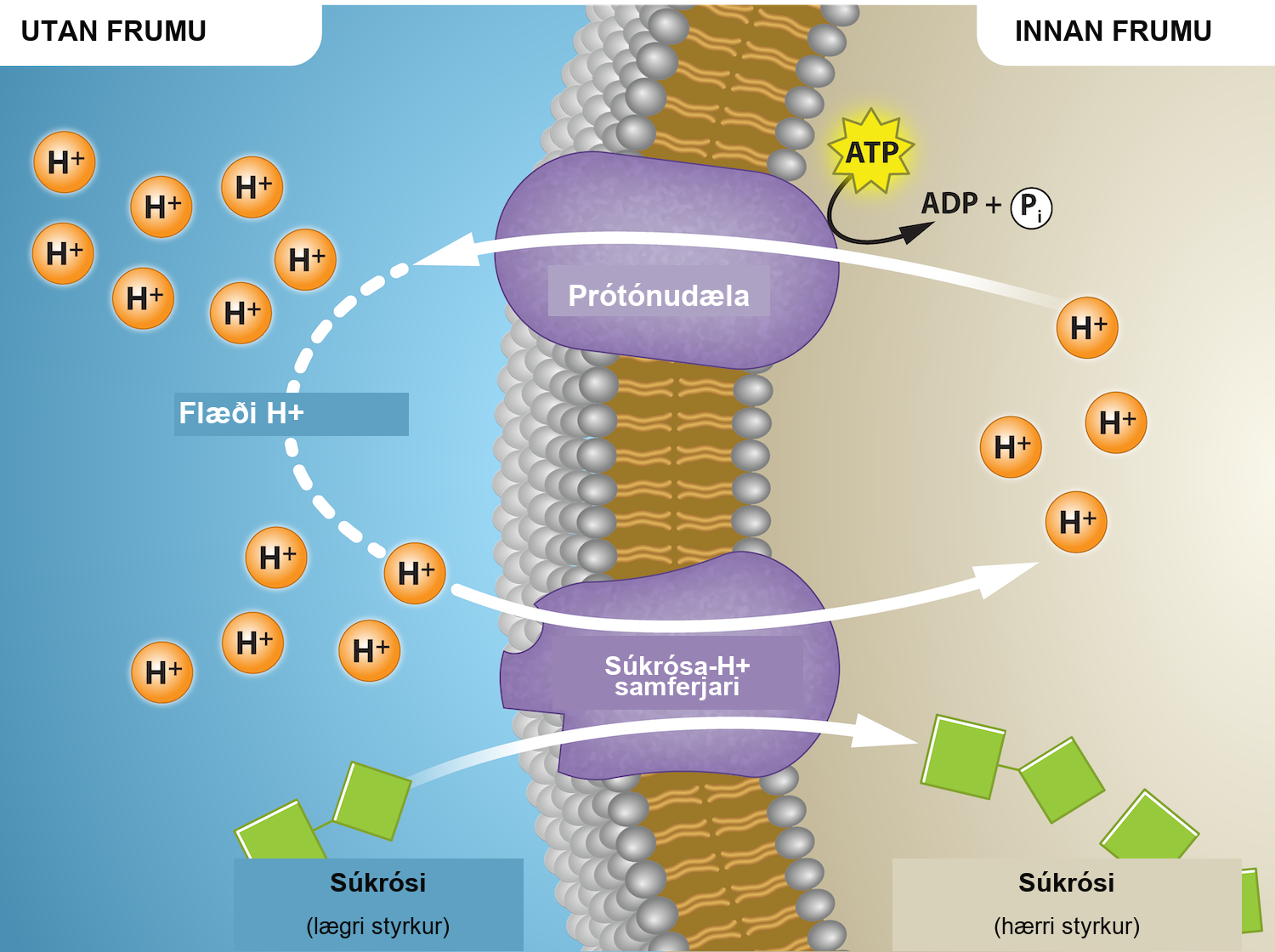 This illustration shows a membrane bilayer with a potassium channel called a proton pump embedded in it. Hydrogen ions flow out of the cell through a proton pump, then back into the cell as part of the sucrose-proton cotransporter. Sucrose flows with the protons from the lower concentration outside the cell to the higher concentration inside the cell, which is against the concentration gradient.