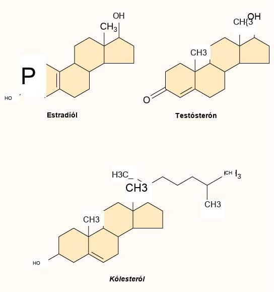The molecular structures of estradiol, testosterone, and cholesterol are shown. All three molecules share a four-ring structure but differ in the types of functional groups attached to it.