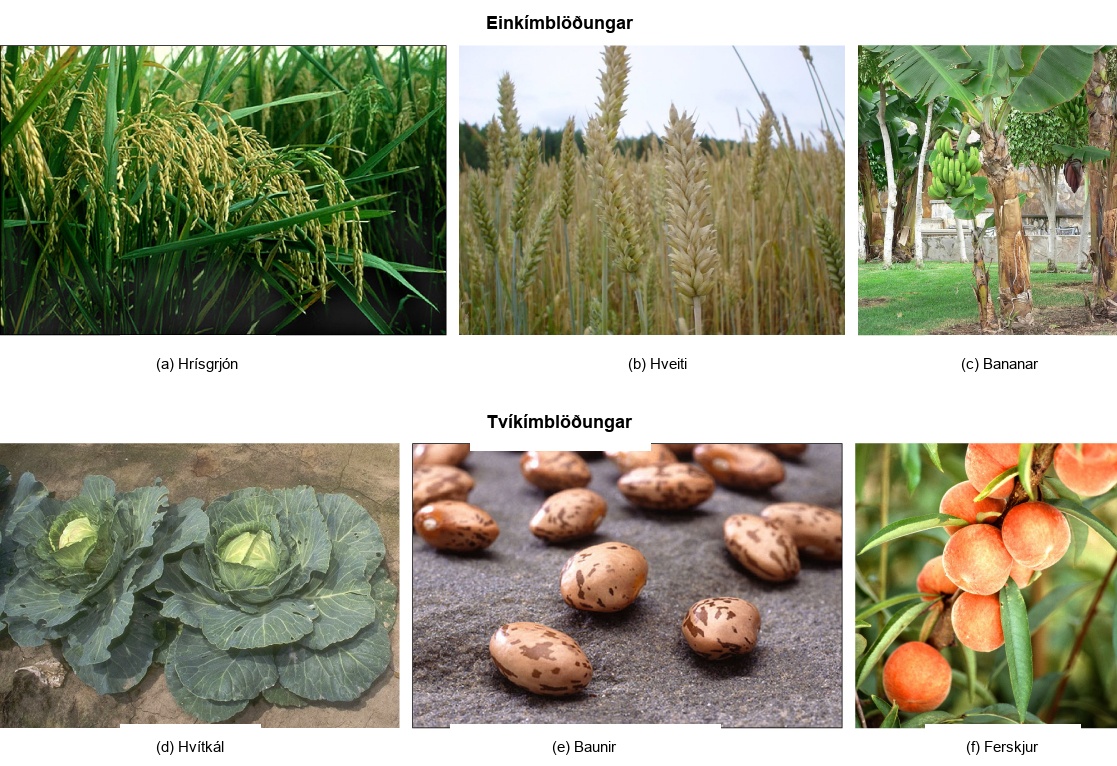 Under monocots, the first photo shows rice, which has long, thin blade-like leaves and clusters of seeds on long stems. The second photo shows wheat, which is similar in appearance to rice. The third photo shows a banana tree, with bunches of green bananas growing upward. Under dicots, the first photo shows leafy cabbages growing in a garden. The second shows light brown, oval-shaped beans with dark brown flecks. The third photo shows peaches growing on a tree.