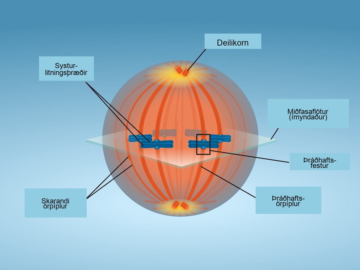 A cell shows overlapping microtubules extending throughout the cell. At the center of the cell, sister chomratids line up. At their center are kinetochores. And at the very ends of the cell, away from the center, are centrosomes.