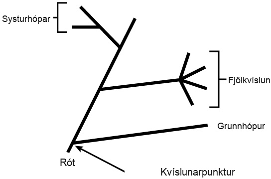 Illustration shows a phylogenetic tree that starts at a root, indicating that all organisms on the tree share a common ancestor. Shortly after the root, the tree branches out. One branch gives rise to a single, basal lineage, and the other gives rise to all other organisms on the tree. The next branch forks at one point into four different lineages, an example of polytomy. The final branch gives rise to two lineages, an example of sister taxa.