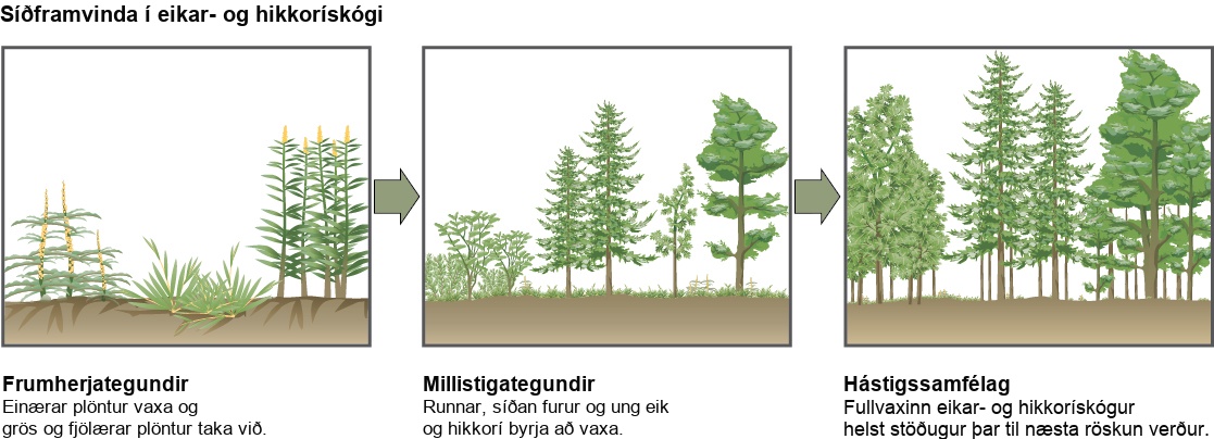 The three illustrations show secondary succession of an oak and hickory forest. The first illustration shows a plot of land covered with pioneer species, including grasses and perennials. The second illustration shows the same plot of land later covered with intermediate species, including shrubs, pines, oak, and hickory. The third illustration shows the plot of land covered with a climax community of mature oak and hickory. This community remains stable until the next disturbance.