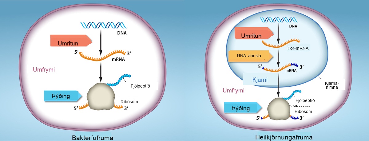 Prokaryotic cells do not have a nucleus, and D N A is located in the cytoplasm. Ribosomes attach to the m R N A as it is being transcribed from D N A. Thus, transcription and translation occur simultaneously. In eukaryotic cells, the D N A is located in the nucleus, and ribosomes are located in the cytoplasm. After being transcribed, pre m R N A is processed in the nucleus to make the mature mRNA, which is then exported to the cytoplasm where ribosomes become associated with it and translation begins.