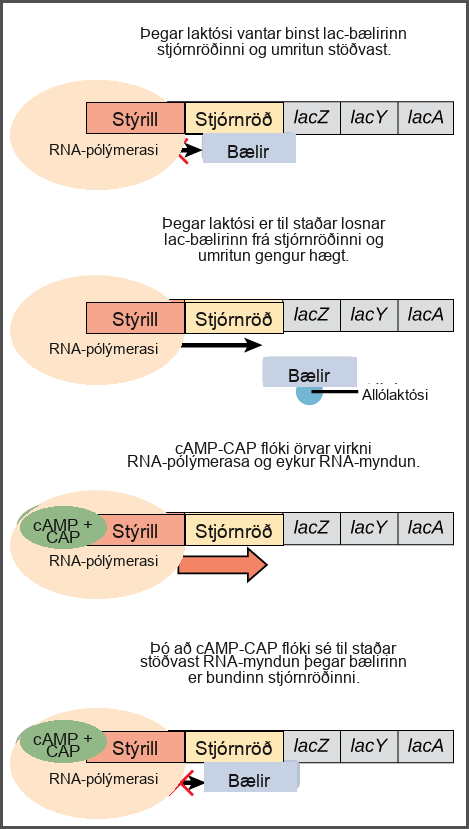 The lac operon consists of a promoter, an operator, and three genes named lac Z, lac Y, and lac A. R N A polymerase binds to the promoter. In the absence of lactose, the lac repressor binds to the operator and prevents RNA polymerase from transcribing the operon. In the presence of lactose, the repressor is released from the operator, and transcription proceeds at a slow rate. Binding of the c A M P plus sign CAP complex to the promoter stimulates R N A polymerase activity and increases R N A synthesis. However, even in the presence of the c A M P plus sign CAP complex, R N A synthesis is blocked if the repressor binds to the promoter.
