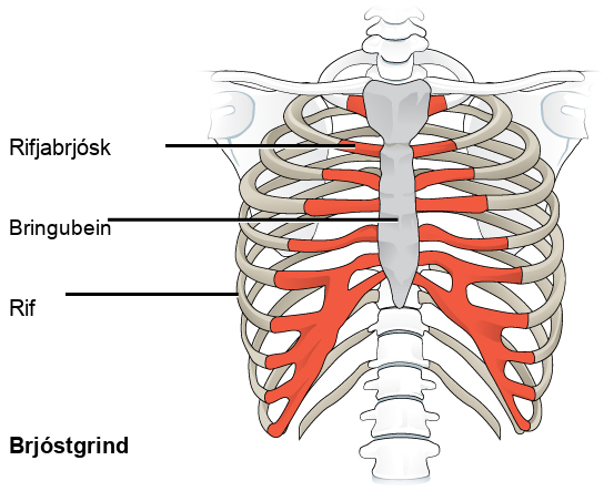 Illustration shows the rib cage and the sternum, which is the bone in the front and center of the upper body. The rib bones, which end about three quarters of the way around the body, do not connect directly to the sternum; instead, costal cartilage connects the rib bones to the sternum.