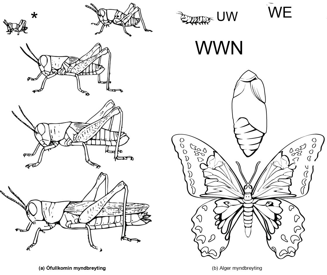 Illustration A shows the egg, nymph and adult stages of a grasshopper. The nymph stages are similar in appearance to the adult stage, but smaller. Illustration B shows the egg, larvae, pupa and adult stages of a butterfly. The pupa is a cocoon the butterfly makes when transforming from the larval to adult stages. The winged adult butterfly looks nothing like the caterpillar larva.
