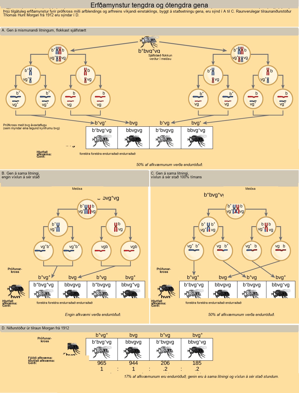 The illustration shows the possible inheritance patterns of linked and unlinked genes. The example used includes fruit fly body color and wing length. Fruit flies may have a dominant gray color lowercase b superscript +, or a recessive black color lowercase b. They may have dominant long wings lowercase v g superscript +, or recessive short wings, lowercase v g. Three hypothetical inheritance patterns for a test cross between a heterozygous and a recessive fruit fly are shown, based on gene placement. The actual experimental results published by Thomas Hunt Morgan in 1912 are also shown. In the first hypothetical inheritance pattern in part a, the genes for the two characteristics are on different chromosomes. Independent assortment occurs so that the ratio of genotypes in the offspring is 1 b + b v g + v g colon 1 b b v g v g colon 1 b + b v g v g colon 1 b b v g + v g, and 50% of the offspring are nonparental types. In the second hypothetical inheritance pattern in part b, the genes are close together on the same chromosome so that no crossover occurs between them. The ratio of genotypes is 1 b + b v g + v g colon 1. b b v g v g, and none of the offspring are recombinant. In the third hypothetical inheritance pattern in part c, the genes are far apart on the same chromosome so that crossing over occurs 100% of the time. The ratio of genotypes is the same as for genes on two different chromosomes, and 50% of the offspring are recombinant, nonparental types. Part d shows that the number of offspring that Thomas Hunt Morgan actually observed was 965 colon 944 colon 206 colon 185, which is b + b v g + v g colon b b v g v g colon b + b v g v g colon b b v g + v g. Seventeen percent of the offspring were recombinant, indicating that the genes are on the same chromosome and crossing over occurs between them some of the time.