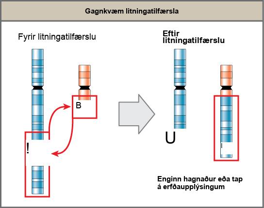 Illustration shows a reciprocal translocation in which DNA is transferred from one chromosome to another. Some DNA is also transferred from the second chromosome back to the first. No genetic information is gained or lost in the process.
