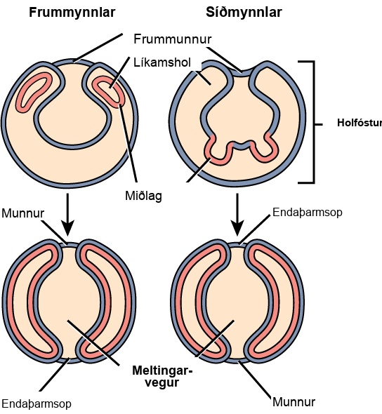The illustration compares the development of protostomes and deuterostomes. In both protostomes and deuterostomes, the gastrula, which resembles a hollow ball of cells, contains an indentation called a blastopore. In protostomes, two circular layers of mesoderm form inside the gastrula, containing the coelom cavity. As the protostome develops, the mesoderm grows and fuses with the gastrula cell layer. The blastopore becomes the mouth, and a second opening forms opposite the mouth, which becomes the anus. In deuterostomes, two groups of gastrula cells in the blastopore grow inward to form the mesoderm. As the deuterostome develops, the mesoderm pinches off and fuses, forming a second body cavity. The body plan of the deuterostome at this stage looks very similar to that of the protostome, but the blastopore becomes the anus, and the second opening becomes the mouth.