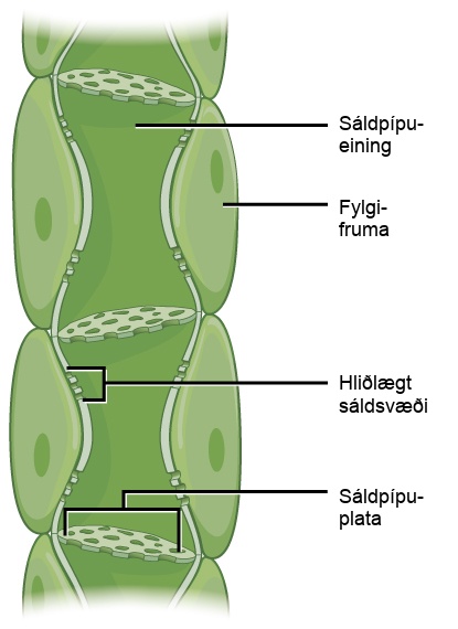 Illustration shows phloem, a column-like structure that is composed of stacks of cylindrical cells called sieve-tube elements. Each cell is separated by a sieve-tube plate. The sieve-tube plate has holes in it, like a slice of Swiss cheese. Lateral sieve areas on the side of the column allow different phloem tubes to interact.
