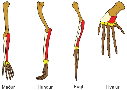 Illustration compares a human arm, dog and bird legs, and a whale flipper. All appendages have the same bones, but the size and shape of these bones vary.