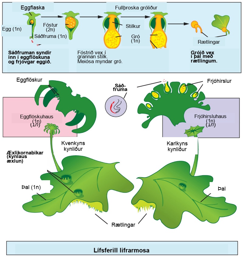 The liverwort has a flat, leaf-like structure called a thallus, which is haploid (1n). Root-like rhizoids grow from the bottom of the thallus. Gemma cups used for asexual reproduction grow on top of the thallus. A slender stalk extends from the thallus, and a haploid (1n) archegonial head sits at its top. The archegonial head is the female gametophyte. The archegonial head has fronds, like a palm tree. The underside of the archegonial head contains protrusions called archegonia, which house the eggs. Another stalk extends from another thallus, and a haploid (1n) antheridial head sits at its top. The antheridial head is the male gametophyte. The outside of the antheridial head has antheridia which release sperm. The haploid (1n) sperm swim through a hole in the bottom of the archegonium and fertilize the haploid (1n) egg to produce a diploid (2n) embryo. The embryo grows into a stalk called a seta. Meiosis produces haploid (1n) spores in a sac at the tip of the stalk. The sac bursts open, releasing the spores. The spores sprout, producing a new thallus and rhizoids.