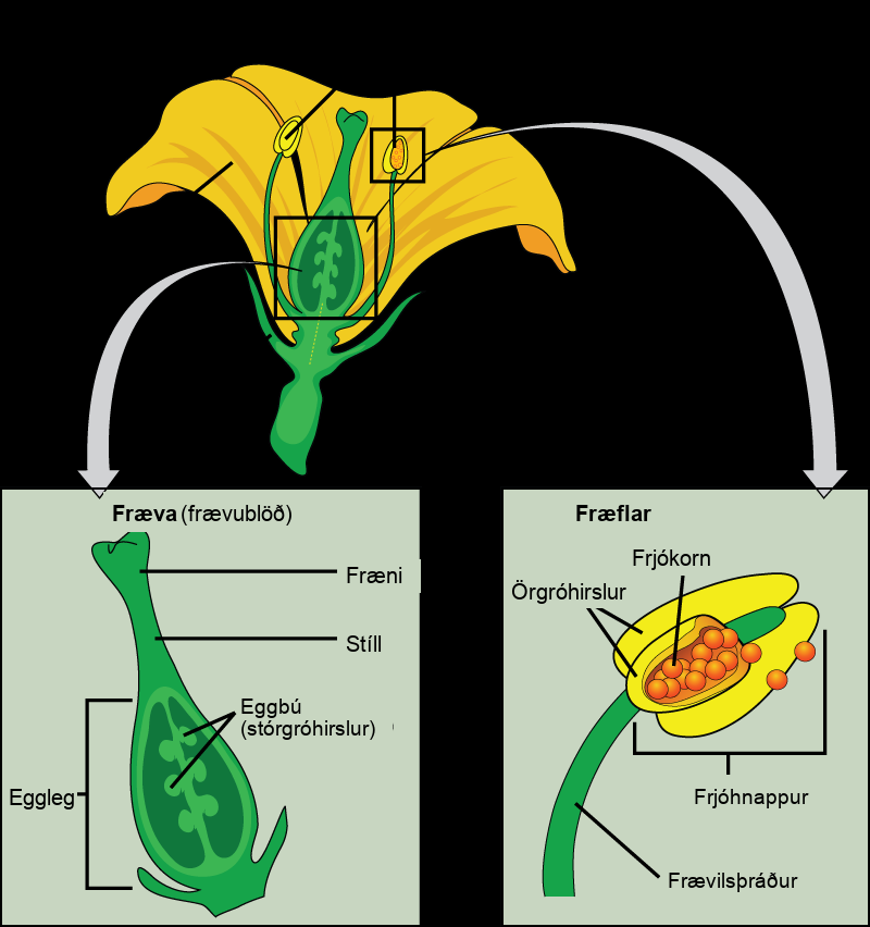 Illustration shows parts of a flower, which is called the perianth. The corolla is composed of petals, and the calyx is composed of sepals. At the center of the perianth is a vase-like structure called the carpel. A flower may have one or more carpels, but the example shown has only one. The narrow neck of the carpel, called the style, widens into a flat stigma at the top. The ovary is the wide part of the carpel. Ovules, or megasporangia, are clusters of pods in the middle of the ovary. The androecium is composed of stamens which cluster around the carpel. The stamen consists a long, stalk-like filament with an anther at the end. The anther shown is tri-lobed. Each lobe, called a microsporangium, is filled with pollen.