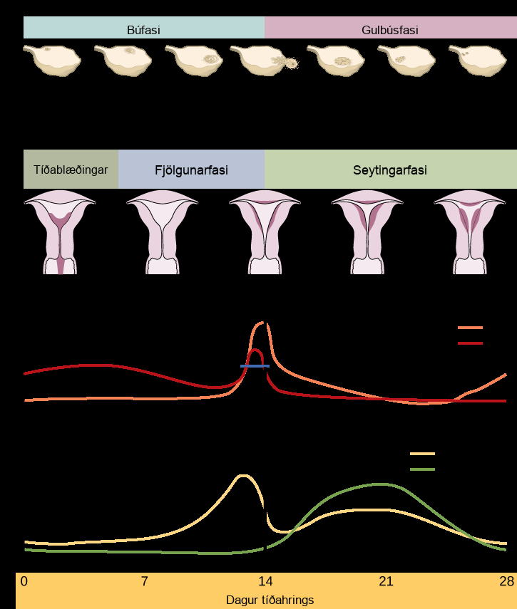 The menstrual cycle encompasses both an ovarian cycle and a uterine cycle. The uterine cycle is divided into menstrual flow, the proliferative phase and the secretory phase. The ovarian cycle is separated into follicular and luteal phases. At day zero the uterine cycle enters the menstrual phase and the ovarian cycle enters the follicular phase. Menstruation begins, and the follicle inside the uterus begins to grow. The level of the pituitary hormone F S H rises slightly, while L H levels remain low. The levels of ovarian hormones estradiol and progesterone remain low. After menses the uterine cycle enters the proliferative phase and the follicle continues to grow. The level of the ovarian hormone estradiol begins to rapidly rise. Toward the end of the proliferative phase, levels of the pituitary hormones F S H and L H rise as well. Around day fourteen, just after the levels of estrogen, progesterone and estradiol reach their peak, ovulation occurs. The follicle ruptures, releasing the oocyte. The ovarian cycle enters the luteal phase. The follicle grows into a corpus luteum and then degenerates. The uterus enters the secretory phase. Progesterone levels increase and estradiol levels, which had dropped after ovulation, increase as well. Toward the end of the secretory phase estrogen and progesterone levels decrease, reaching their baseline levels around day 28. At this point menstruation begins.