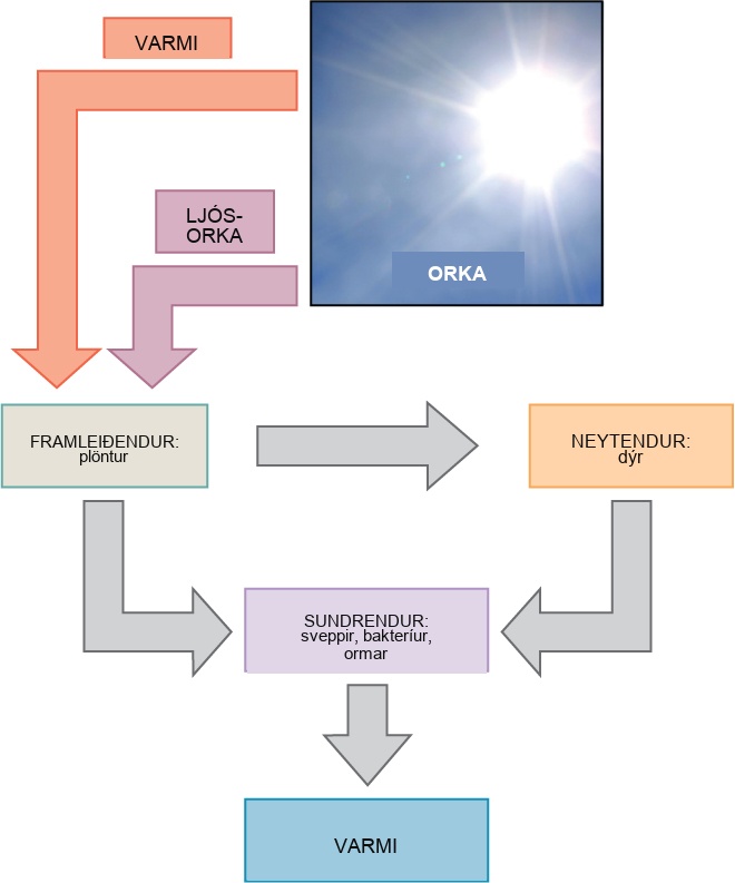 This diagram shows energy from the sun being transferred to producers, such as plants, as well as releasing heat. The producers in turn transfer the energy to consumers and decomposers, which release heat. Animals also transfer energy to decomposers.