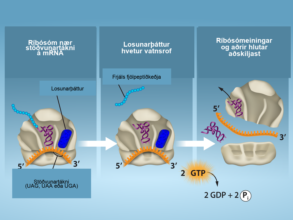 The first section shows a ribosome reaching a stop codon on m R N A. The stop codon reaches the A site of the ribosome, and a release factor interacts with the A site as well. The second section shows the polypeptide being released. 2 G T P molecules go through hydrolysis, leading to the third section. In the third section, the ribosome subunits are shown separating, and the RNA is no longer connected to it.