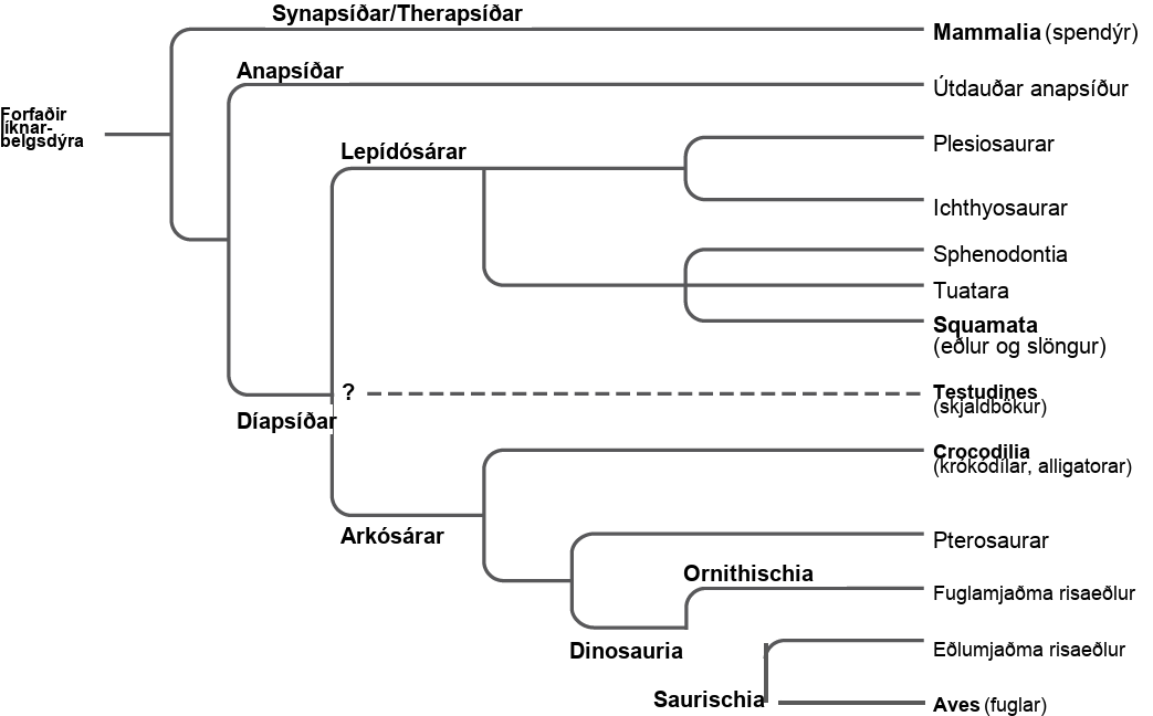 The trunk of the amniote phylogenetic tree is the ancestral amniote. Initially, the tree branches into diapsids, anapsids, and synapsids. Synapsids give rise to mammals, which are therapsids. Anapsids are all extinct. Diapsids are subdivided into two groups, lepidosaurs and archosaurs. Lepidosauria includes plesiosaurs, ichthyosaurs, Sphenodontia and Squamata, which includes lizards and snakes. Archosauria branches into Crocodilia, pterosaurs, dinosaurs, and birds.