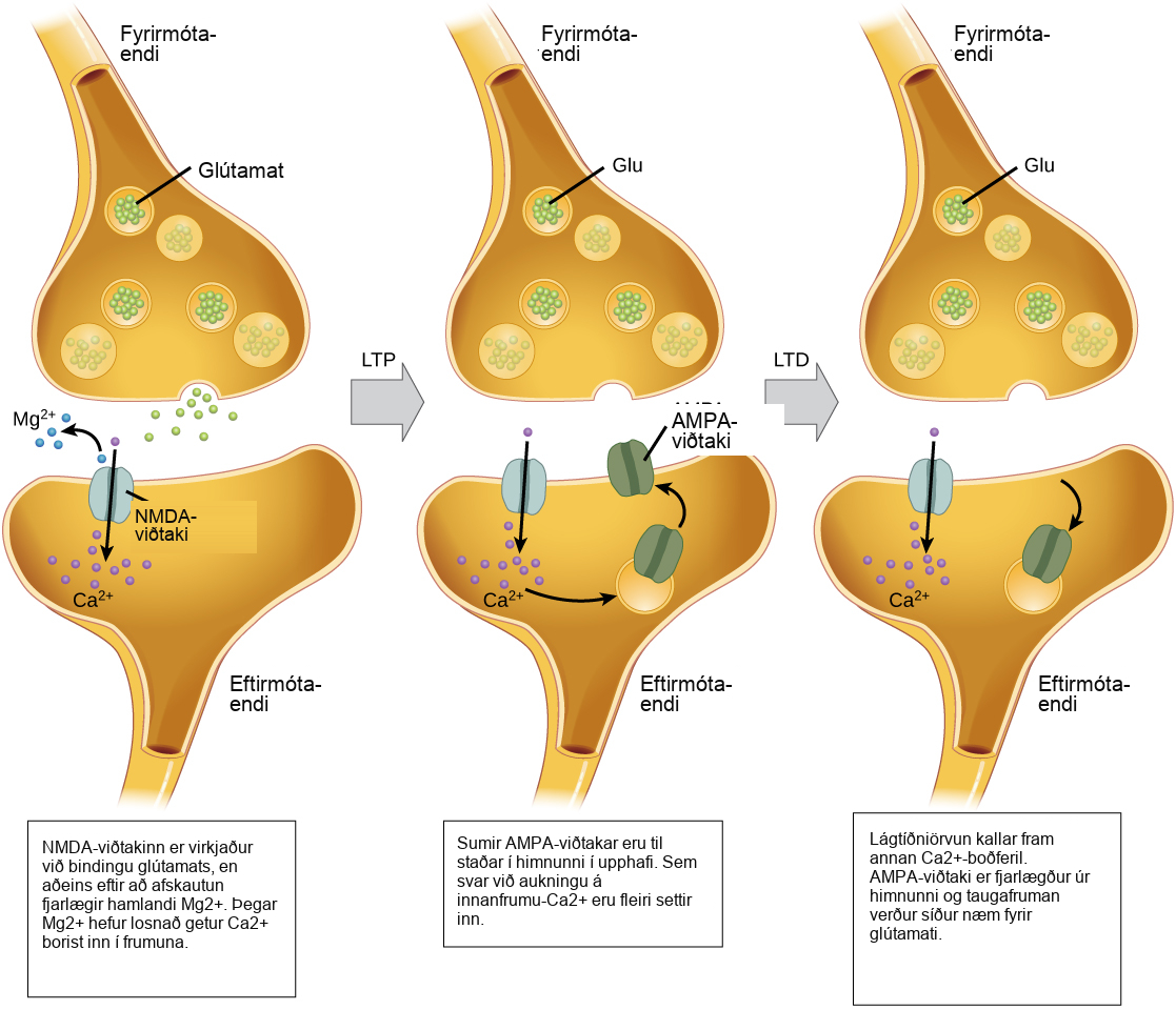 Illustration shows the mechanism of L T P and L T D. Normally, the N M D A receptor in the postsynaptic neuron is activated by glutamate binding, but only after depolarization removes an inhibitory magnesium ion. Once the magnesium is removed, calcium can enter the cell. In response to an increase in intracellular calcium, A M P A receptors are inserted into the plasma membrane, which amplifies the signal resulting in L T P. L D P occurs when low-frequency stimulation results in the activation of a different calcium-signaling cascade that causes A M P A receptors to be removed from the plasma membrane. As a result, the nerve cell becomes less responsive to glutamate.