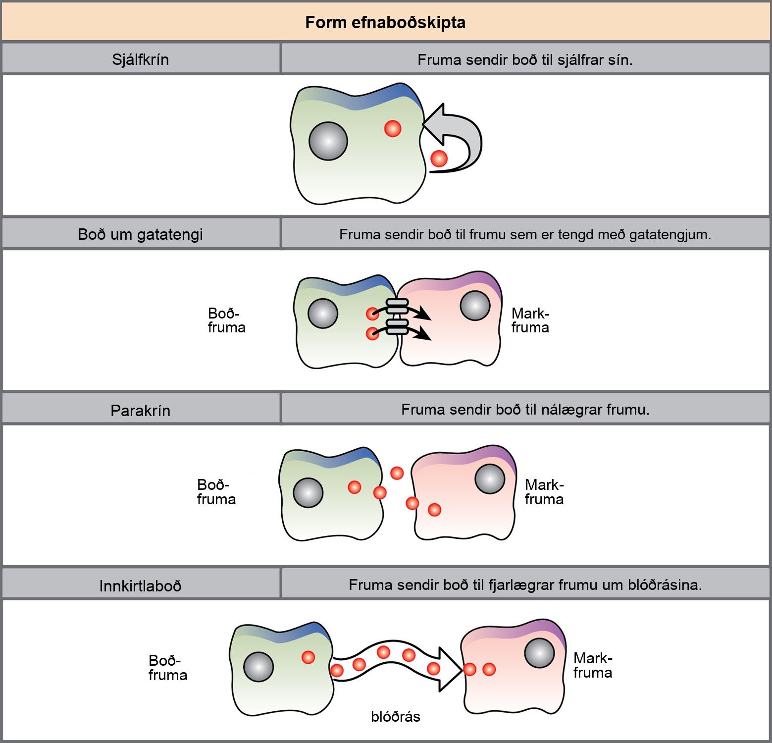 The illustration shows four forms of chemical signaling. In autocrine signaling, a cell targets itself. In signaling across a gap junction, a cell targets a cell connected via gap junctions. In paracrine signaling, a cell targets a nearby cell. In endocrine signaling, a cell targets a distant cell via the bloodstream