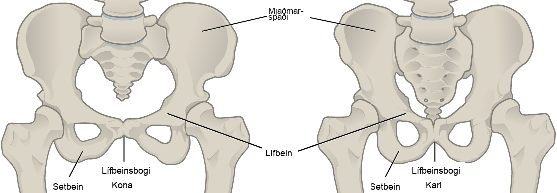 Illustration compares male and female pelvic bones. In both males and females, a wide, rounded bone called the ilium attaches to each side of the spine. The ilium curves toward the front, where it narrows into the ischium. A loop-shaped bone extends down from the place where the ilium meets the ischium, and connects back to the ilium in the front center of the body; this area is the pubic arch. Females appear to have a wider pubic arch.