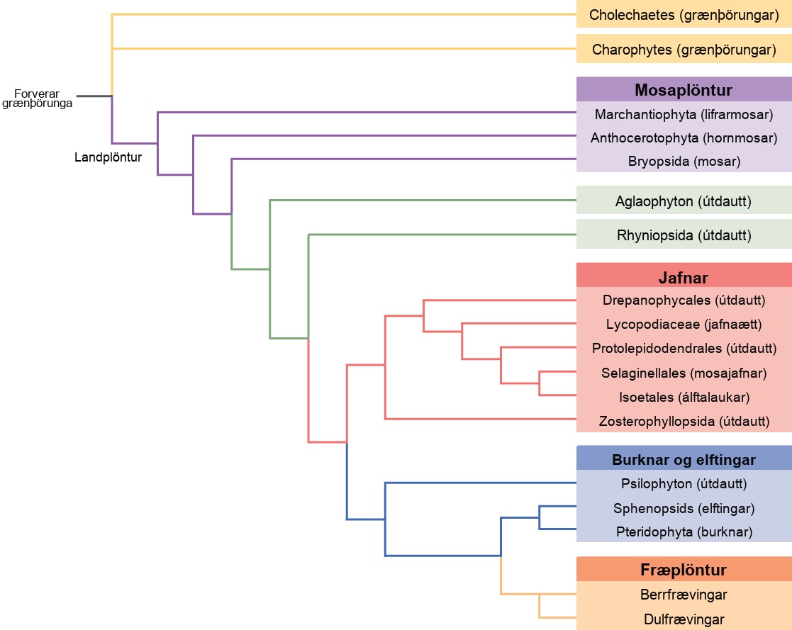 The image depicts a branching diagram (a tree-like structure) where the branches spread horizontally from a main ancestor on the left. On the right, organism names are labeled. The cascading branching starts with a single stem at the upper left corner labeled ‘Ancestral green algae’. This has a branching point giving rise to three horizontal branches. The top two branches extend all the way to the right and are labeled ‘Coleochaetes (green algae)’ and ‘Charophytes (green algae) from top to bottom. The third branch is a short branch labeled ‘Embryophytes’ on the left. It branches into two new branches. The top branch extends all the way to the right and is labeled Marchantiophyta (liverworts)’. The bottom branch divides into two additional branches, the top labeled Anthocerotophyta (hornworts)’. The bottom branch splits into two branches, the top labeled at the right ‘Bryopsida (mosses)’. The liverworts, hornworts, and mosses are collectively labeled Bryophytes. The bottom branch splits into additional two branches, the top labeled at the right ‘Aglaophyton (extinct)’. The bottom splits into two branches, labeled ‘Rhyniopsida (extinct)’, and one branch which splits again. The top branch splits into several branches which all end in several organisms collectively labeled ‘Lycophytes’. The order of organisms in this group from top to bottom is ‘Drepanophycales (exctinct); Lycopodiophyta (club moses)’; Protolepidodendrales (exctinct); Selaginellales (spike mosses); Isoetales (quillworts); Zosterophyllopsida (extinct). The bottom branch splits in two additional branches, the first labeled ‘Psilophyton (extinct)’, and the bottom splits again. The top branch gives rise to two branches that are labeled ‘Equisetopsida (horsetails)’; and ‘Pteriodophyta (ferns)'. The Psilophyton, Equisetopsida (horsetails), and Pteriodophyta (ferns) are collectively labeled Monilophytes. Finally the bottom branch splits into two branches, the top labeled ‘Gymnosperms’ and the bottom 'Angiosperms’. These are collectively labeled ‘Spermatophytes’.