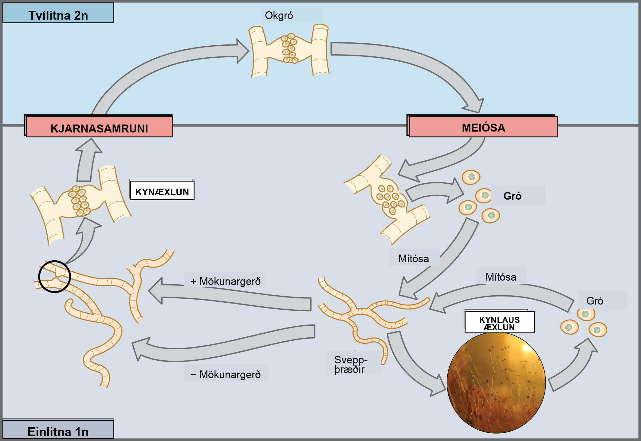 This illustration shows the life cycle of fungi. In fungi, the diploid (2n) zygospore undergoes meiosis to form haploid (1n) spores. Mitosis of the spores occurs to form hyphae. Hyphae can undergo asexual reproduction to form more spores, or they form plus and minus mating types that undergo nuclear fusion to form a zygospore.