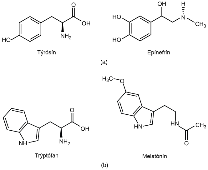 Part A shows the amino acid tyrosine on the left and epinephrine on the right. Epinephrine is similar in structure to tyrosine, with minor modifications. Part B shows the amino acid tryptophan on the left and the structurally similar melatonin on the right.