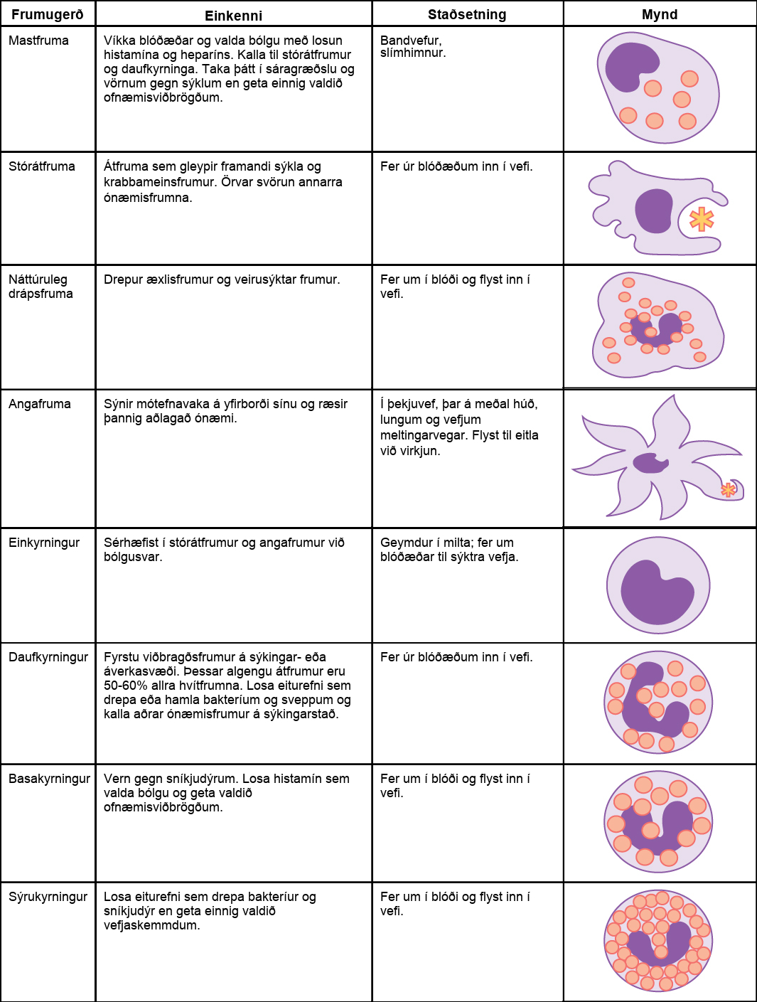 Table shows various types of white blood cells and describes their function. Mast cells, natural killer cells, neutrophils, basophils and eosinophils are all filled with granules and have a horseshoe-shaped nucleus. Monocytes are similar in overal horseshoe-shape but without the granules inside. Macrophages are irregular in shape, with a round nucleus. Dendrites have star-like projections and a small horseshoe shaped nucleus. Mast cells dilate blood vessels and induce inflammation through release of histamines and heparin. They also recruit macrophages and neutrophils, and are involved in wound healing and defense against pathogens, but can also be responsible for allergic reactions. They are found in connective tissue and mucous membranes. Macrophages are phagocytic cells that consume foreign pathogens and cancer cells. They stimulate response of other immune cells and migrate from blood vessels into tissues. Natural killer cells kill tumor cells and virus-infected cells. They circulate in blood and migrate into tissues. Dendritic cells present antigens on their surface, thereby triggering adaptive immunity. They are present in tissues in epithelial tissue, including skin, lung and tissues of the digestive tract. They migrate to lymph nodes upon activation. Monocytes differentiate into macrophages and dendritic cells in response to inflammation. They are stored in spleen, and move through blood vessels to infected tissues. Neutrophils are first responders at the site of infection or trauma. These abundant phagocytic cell represent 50-60% of all leukocytes. They release toxins that kill or inhibit bacteria and fungi and recruit other immune cells to the site of infection. They migrate from blood vessels into tissues. Basophils are responsible for defense against parasites. They release histamines that cause inflammation and may be responsible for allergic reactions. They circulate in blood and migrate to tissues. Eosinophils release toxins that kill bacteria and parasites but also cause tissue damage. They circulate in blood and migrate to tissues.