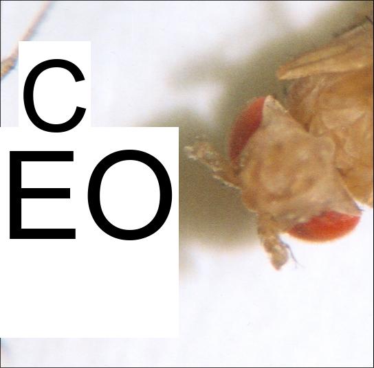 This photo shows Drosophila that has normal antennae on its head, and a mutant that has legs on its head.