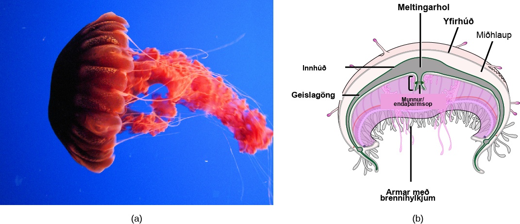Part a shows a photo of a bright red jellyfish with a dome-shaped body. Long tentacles drift from the bottom edge of the dome, and ribbon-like appendages trail from the middle of the body. Part b shows a cross-section of a jellyfish, which has nematocyst-bearing tentacles hanging from the bottom of the dome. Underneath the middle of the dome is an opening that serves as both a mouth and an anus. The opening leads to a gastrovascular cavity that is lined with a gastrodermis. The outer surface of the body is covered with an epidermis. Between the epidermis and gastrodermis is the mesoglea.